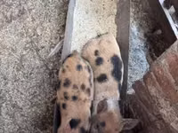 Pigs (batch, sex not specified), Pigs — photo 3
