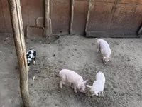 मादा सूअर, सूअर — फ़ोटो 4