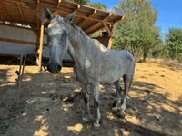 Hengst, Oldenburg horse — Foto 5