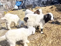 Billy Goat, Saanen goat — photo 2