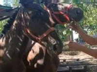 Horse (M), Furioso-North Star — photo 3