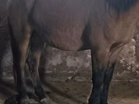 घोड़ा, Mugalzhar horse — फ़ोटो 2