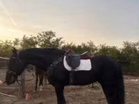 Hengst, Friesian — Foto 5
