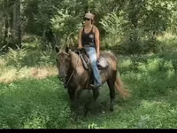 घोड़ी, Kentucky mountain daddle horse — फ़ोटो 7