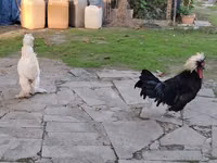 Chickens — الصورة 3