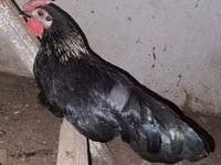 Chickens — Foto 5