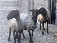 نعجة, Romanov sheep — الصورة 1