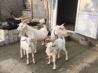Cabra, Cabras — foto 8