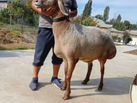 Schaf, Arashan sheep — Foto 3
