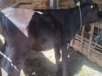 गाय, अलाताऊ नस्ल — फ़ोटो 3