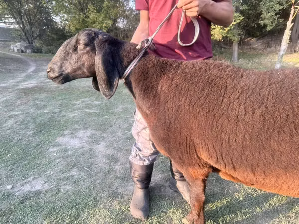 Schaf, Arashan sheep