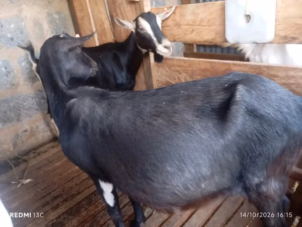 Goats (batch, sex not specified), Goats