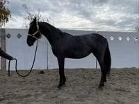 Mare, Friesian — photo 8
