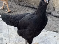 Ameraucana — photo 4