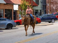 Hengst, Quarter Horse — Foto 7