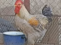 Chickens — Foto 1