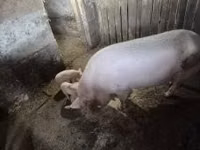 मादा सूअर — फ़ोटो 2
