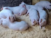 Eber, Schweine — Foto 1