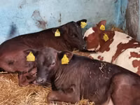 Bull, Cattle — photo 6