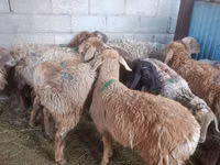 Oveja, Arashan sheep — foto 4