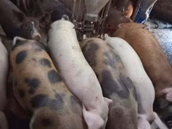 Pigs (batch, sex not specified), 