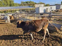 Kuh, Swiss cattle — Foto 2