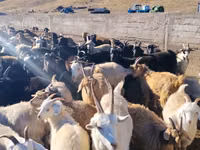 ماعز (دفعة، الجنس غير محدد), الماعز — الصورة 1