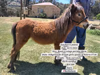 公马, Miniature horse — 照片 4