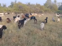 Goat, Goats — photo 3