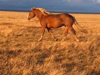 Hengst, Altai horse — Foto 2