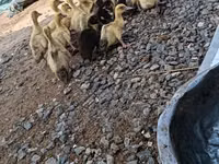Domestic Muscovy — photo 4
