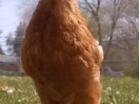 Gallinas Shamo — foto 3