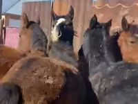 خيول (دفعة، الجنس غير محدد), Kazakh horse — الصورة 2