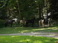 Horse (M), Pinto horses — photo 3