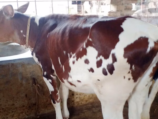 Kuh, Simmental cattle