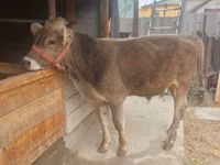 Bulle, Swiss cattle — Foto 4