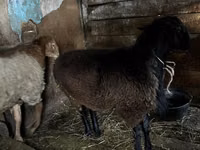 公羊, Rhon sheep — 照片 4
