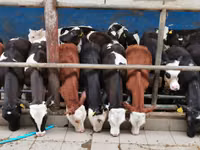 Rinder (Partie, Geschlecht nicht angegeben), Simmental cattle — Foto 2