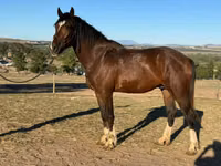 Caballo, Clydesdale — foto 2