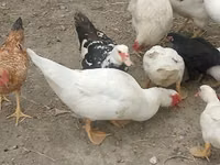 Chickens — الصورة 1