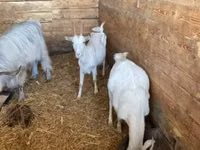 Cabra, Cabras — foto 2