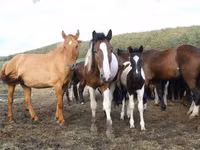 خيول (دفعة، الجنس غير محدد), Horse breed — الصورة 7