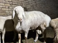 Ram, Afghan Arabi sheep — photo 5