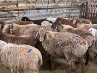 Sheep, Sheep — photo 2