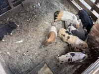 Säue, Schweine — Foto 4