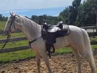 Hengst, Kentucky mountain daddle horse — Foto 8