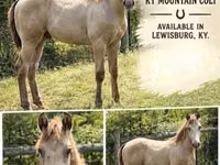Hengst, Kentucky mountain daddle horse — Foto 1