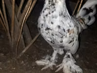 ياباني بانتام — الصورة 1
