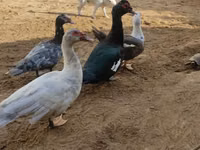 Ducks — photo 3