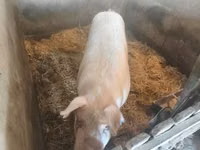 Schweine (Partie, Geschlecht nicht angegeben) — Foto 5
